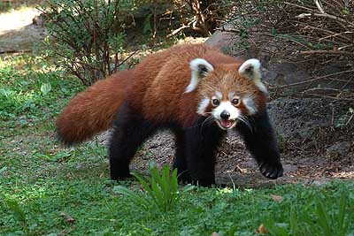 Aachener Zoo Aachener-Zoo-Kleiner-Panda-008